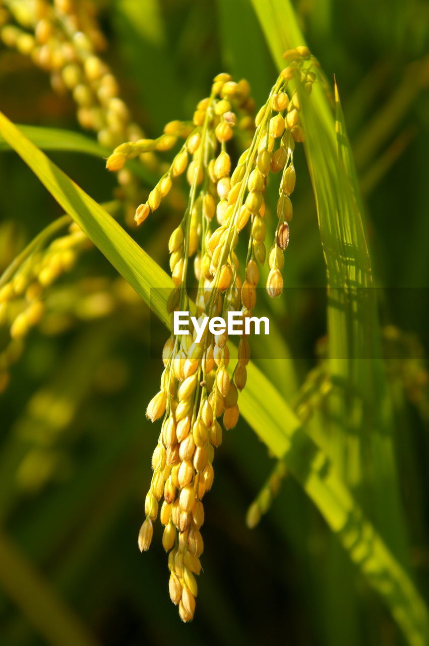 Close-up of flowering plant