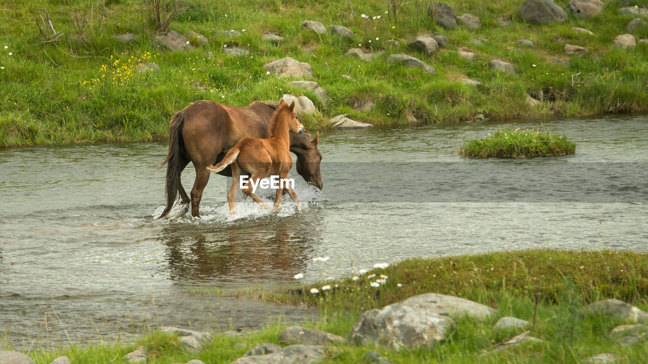 HORSE DRINKING WATER