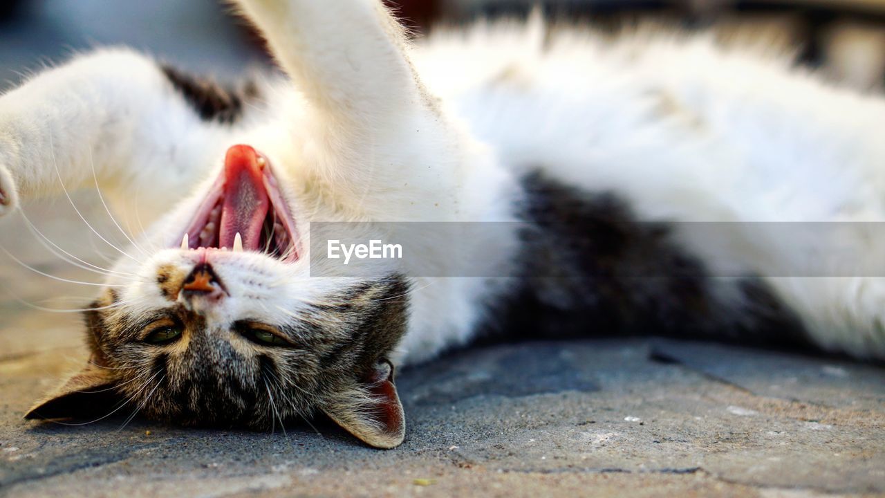 CLOSE-UP OF A CAT LYING ON THE GROUND