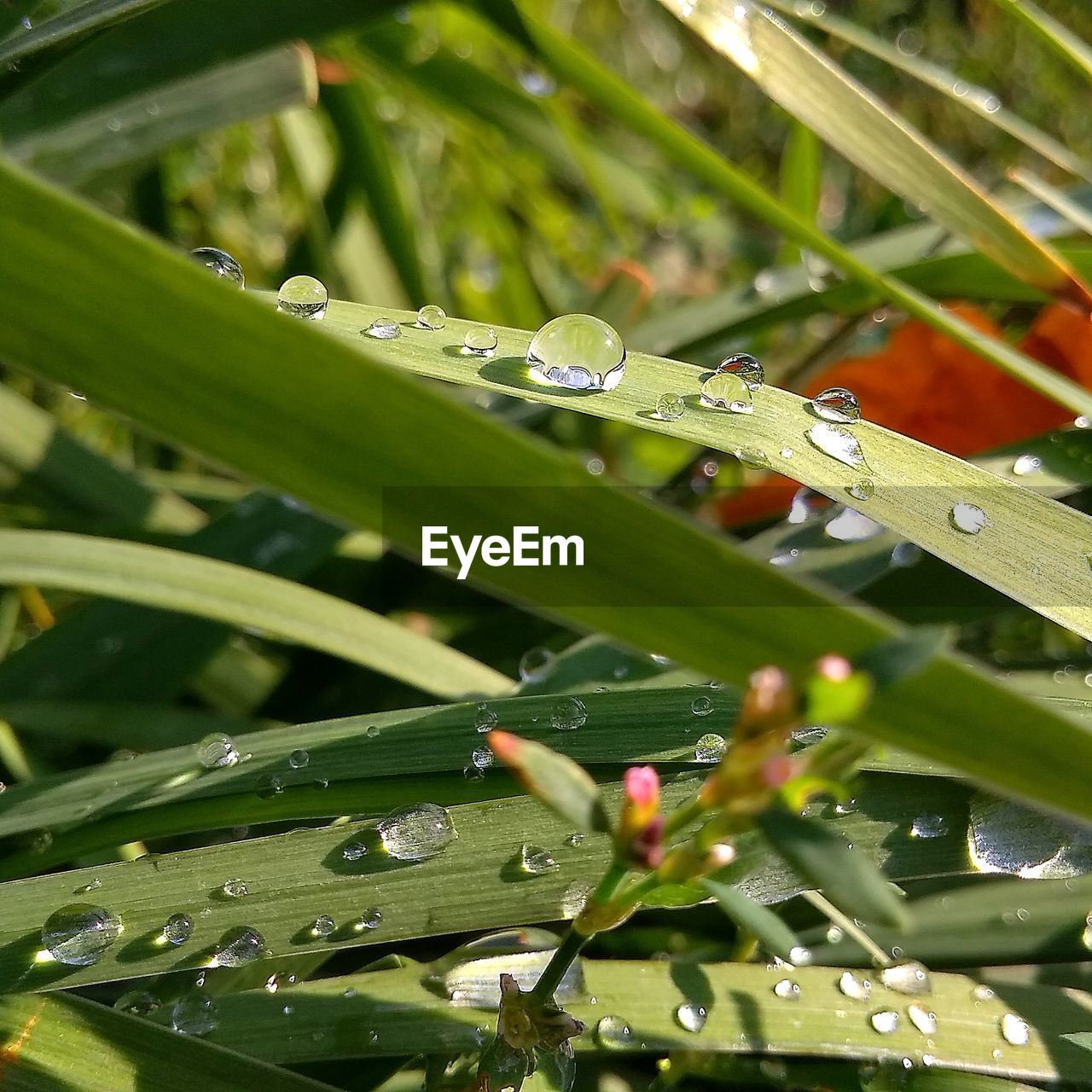 CLOSE-UP OF RAINDROPS ON LEAVES