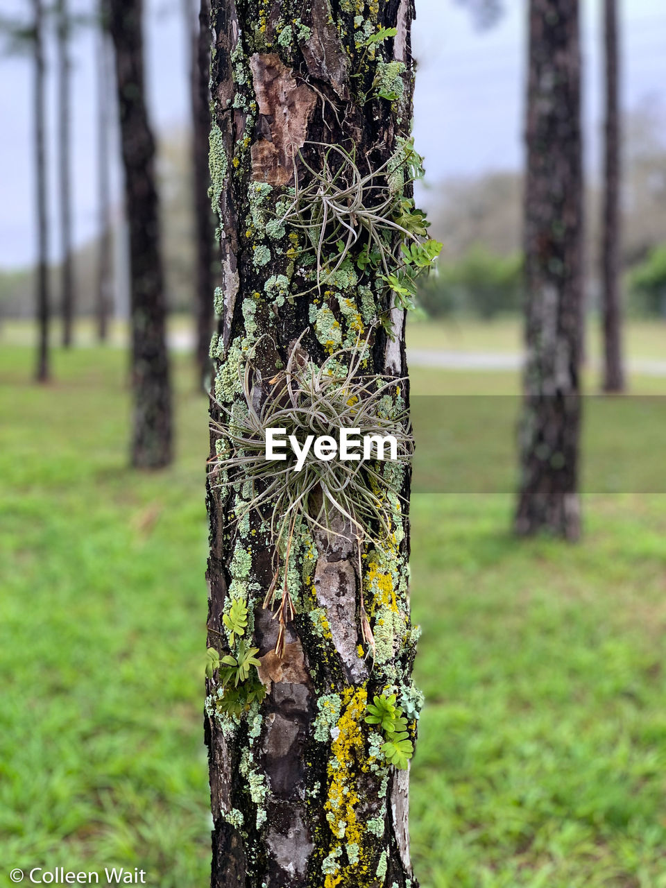CLOSE-UP OF TREE TRUNK IN FOREST