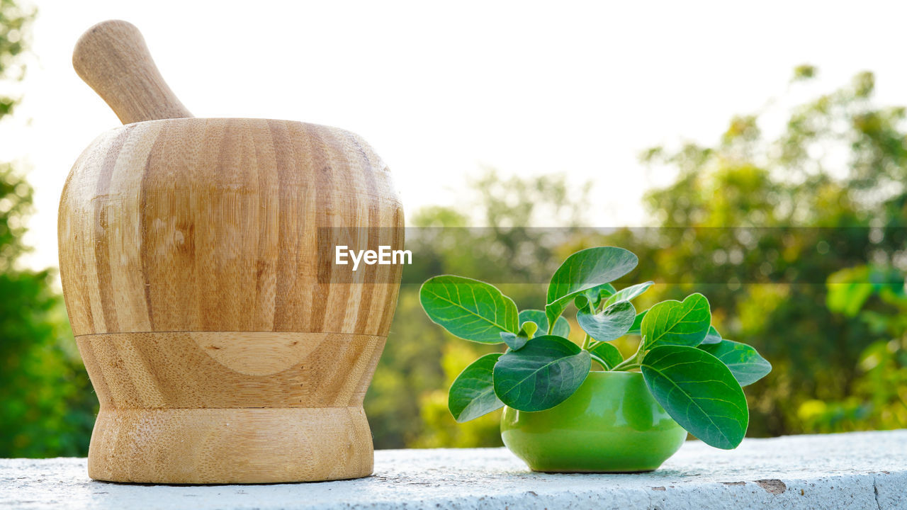 Ashwagandha medicinal herb in a human hand with fresh green leaves, also known as withania somnifera