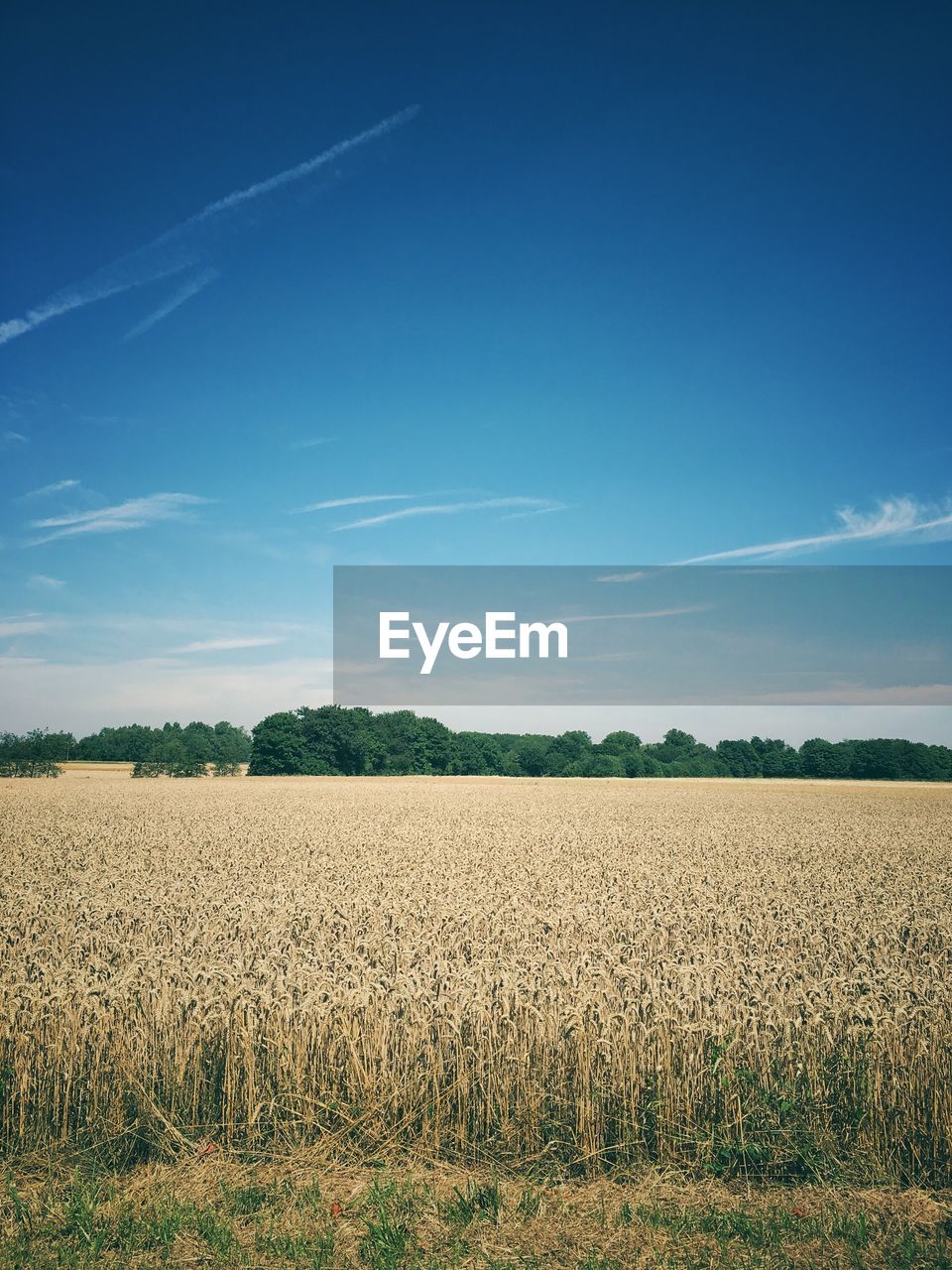 Scenic view of field against blue sky