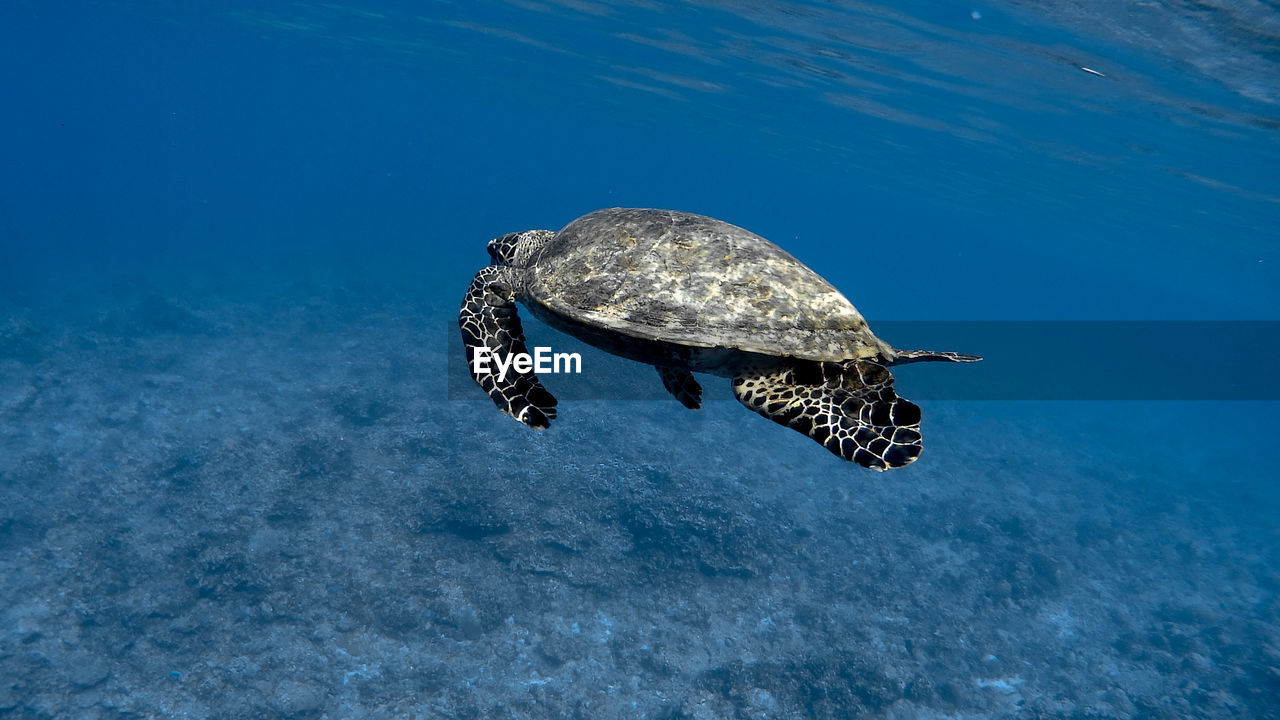 Hawksbill sea turtle at apo reef coral garden