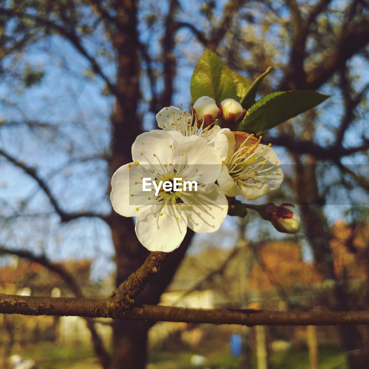 CLOSE-UP OF CHERRY BLOSSOM