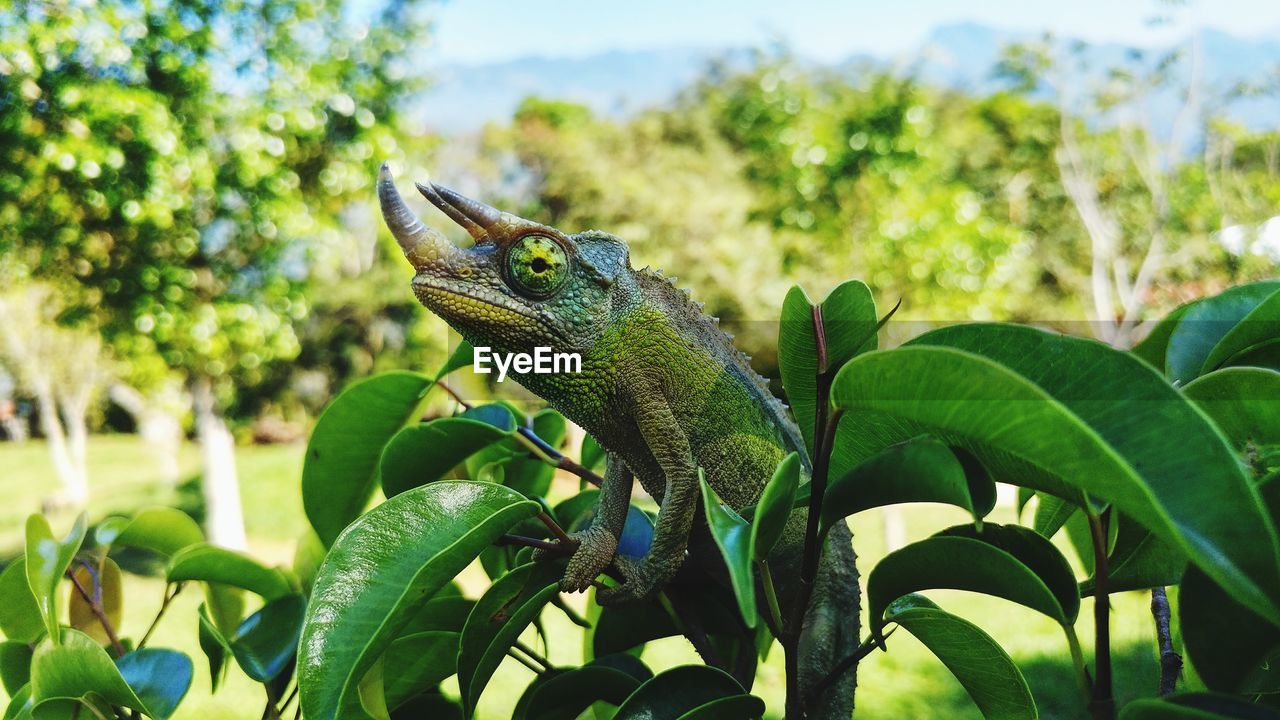 CLOSE-UP OF LIZARD ON TREE BRANCH