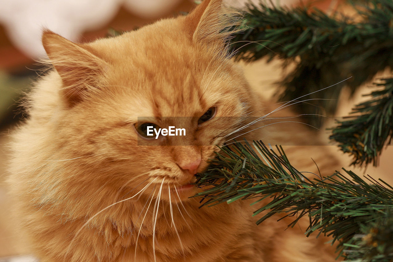 Close-up of a cat eating tree