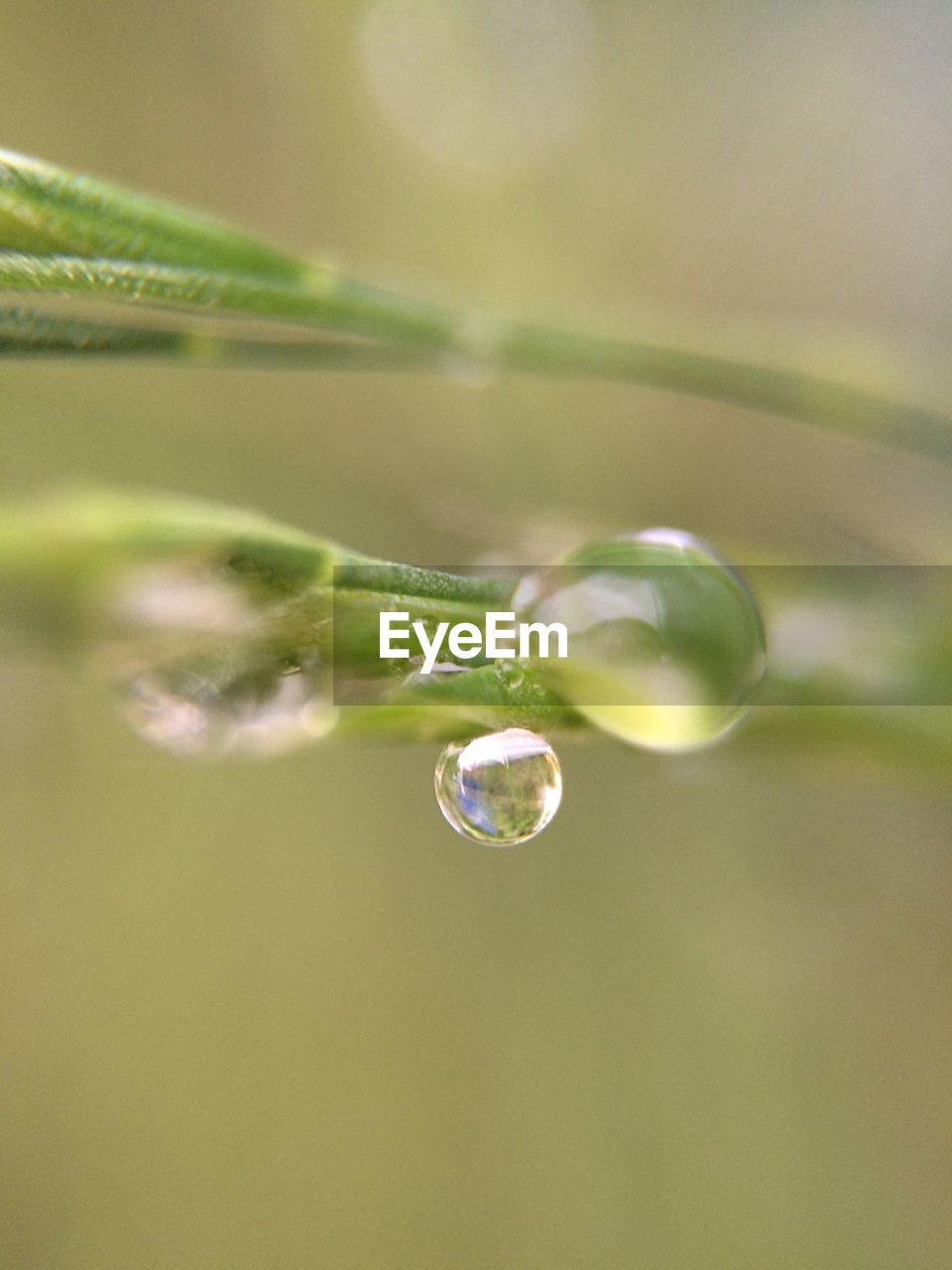 Close-up of water drops on leaf