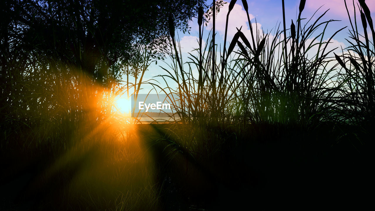 plant, sky, sunlight, sunset, nature, light, beauty in nature, tranquility, tree, sun, no people, reflection, scenics - nature, growth, tranquil scene, silhouette, grass, water, landscape, land, sunbeam, environment, outdoors, evening, lens flare, idyllic, non-urban scene, back lit, field, cloud, orange color