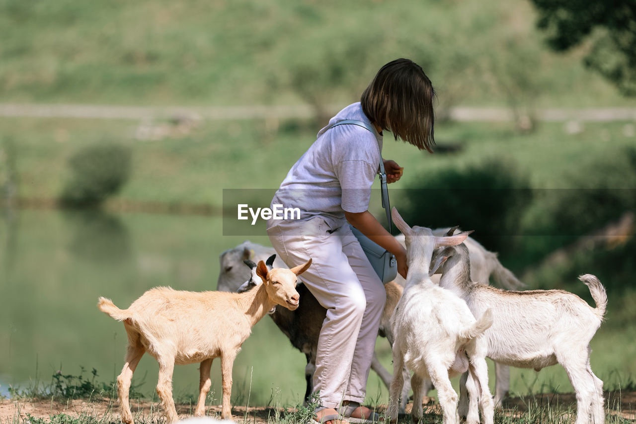 Girl feeds and plays with goats on a farm