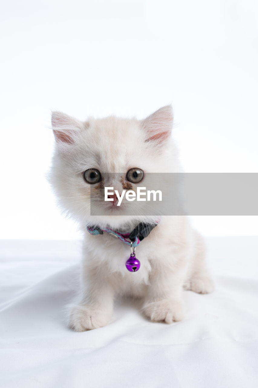 PORTRAIT OF WHITE CAT SITTING ON FLOOR AGAINST GRAY BACKGROUND