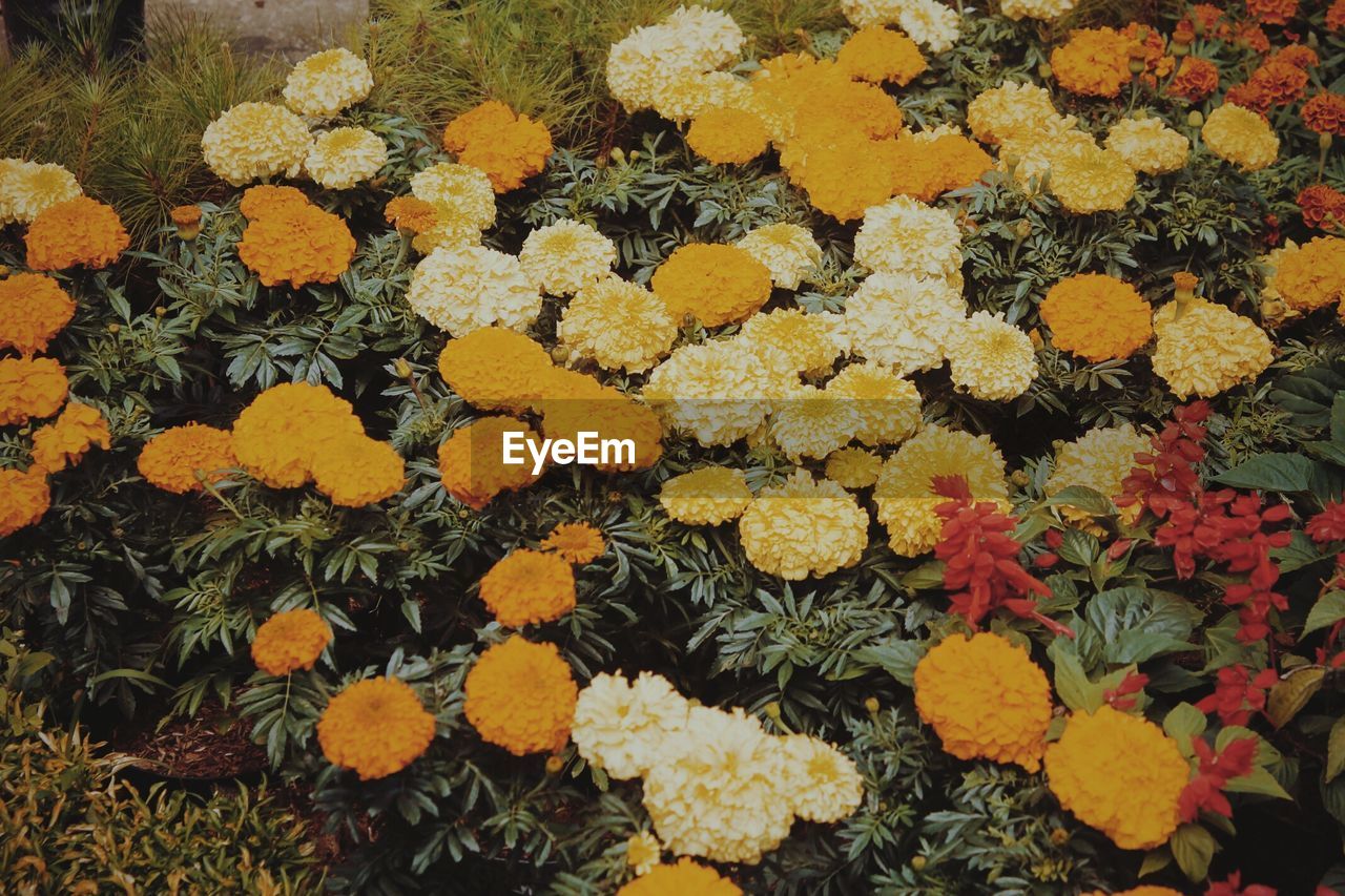 High angle view of flowers blooming on field