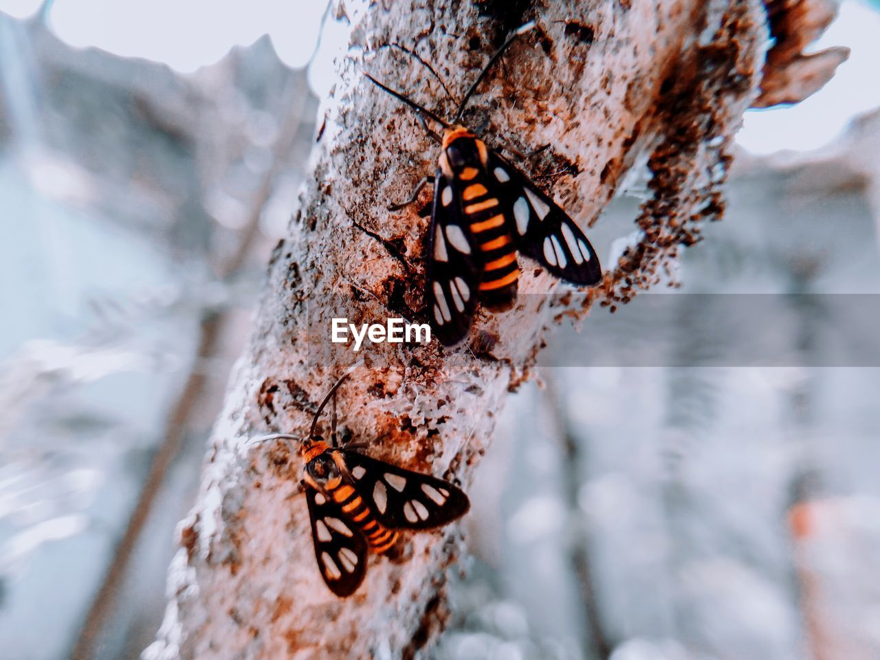 Close-up of butterfly on tree trunk