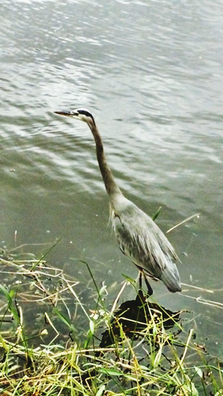 HERON PERCHING ON LAKE