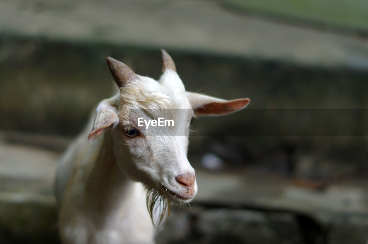 Portrait of white goat