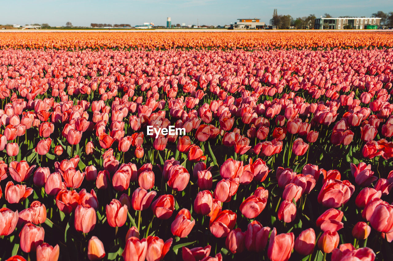 plant, flower, tulip, red, flowering plant, beauty in nature, nature, sky, freshness, field, landscape, land, abundance, agriculture, environment, growth, rural scene, no people, outdoors, scenics - nature, day, flowerbed, fragility, pink, sunlight, multi colored, vibrant color, flower head, in a row, large group of objects, petal, inflorescence, springtime, cloud