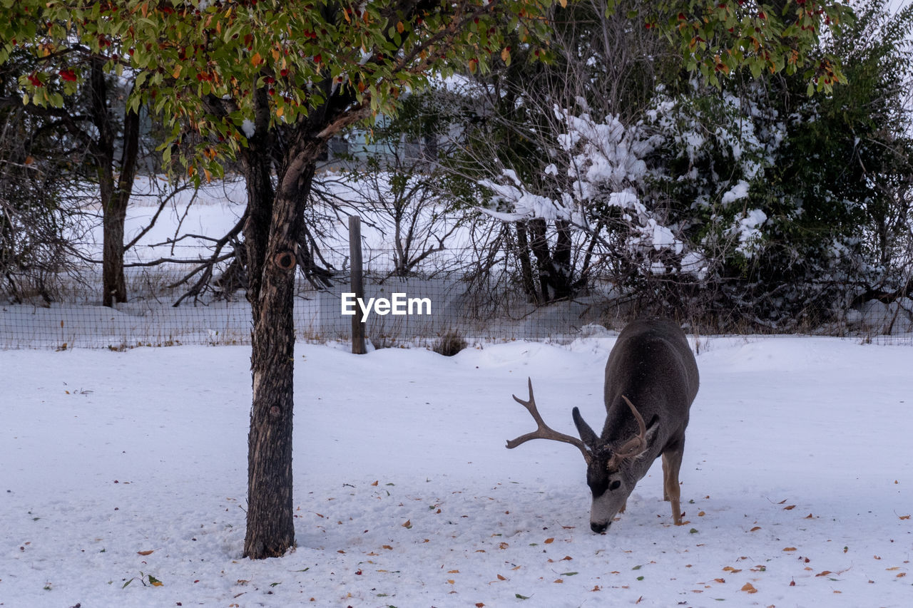 Buck mule deer foraging for crabapples after an early winter snow in wyoming.