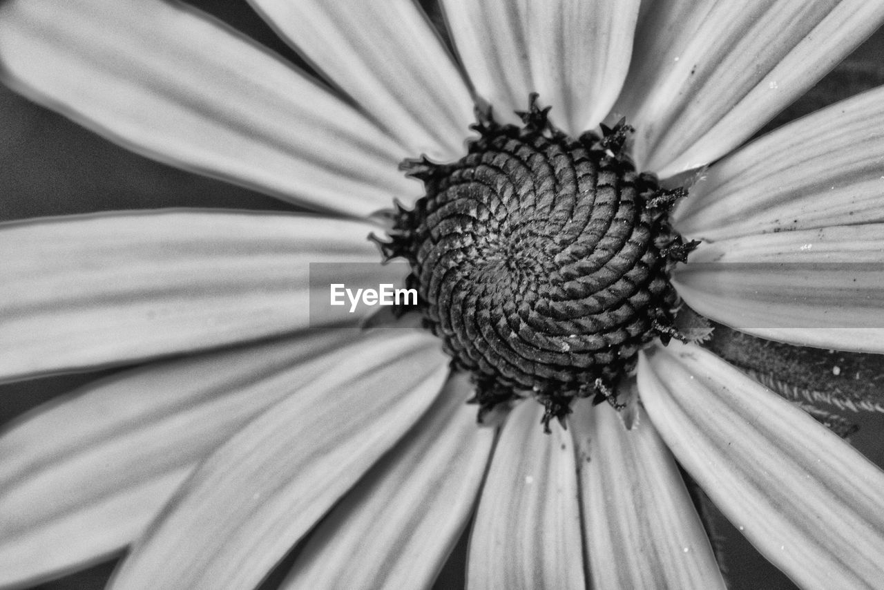 EXTREME CLOSE-UP OF FLOWER