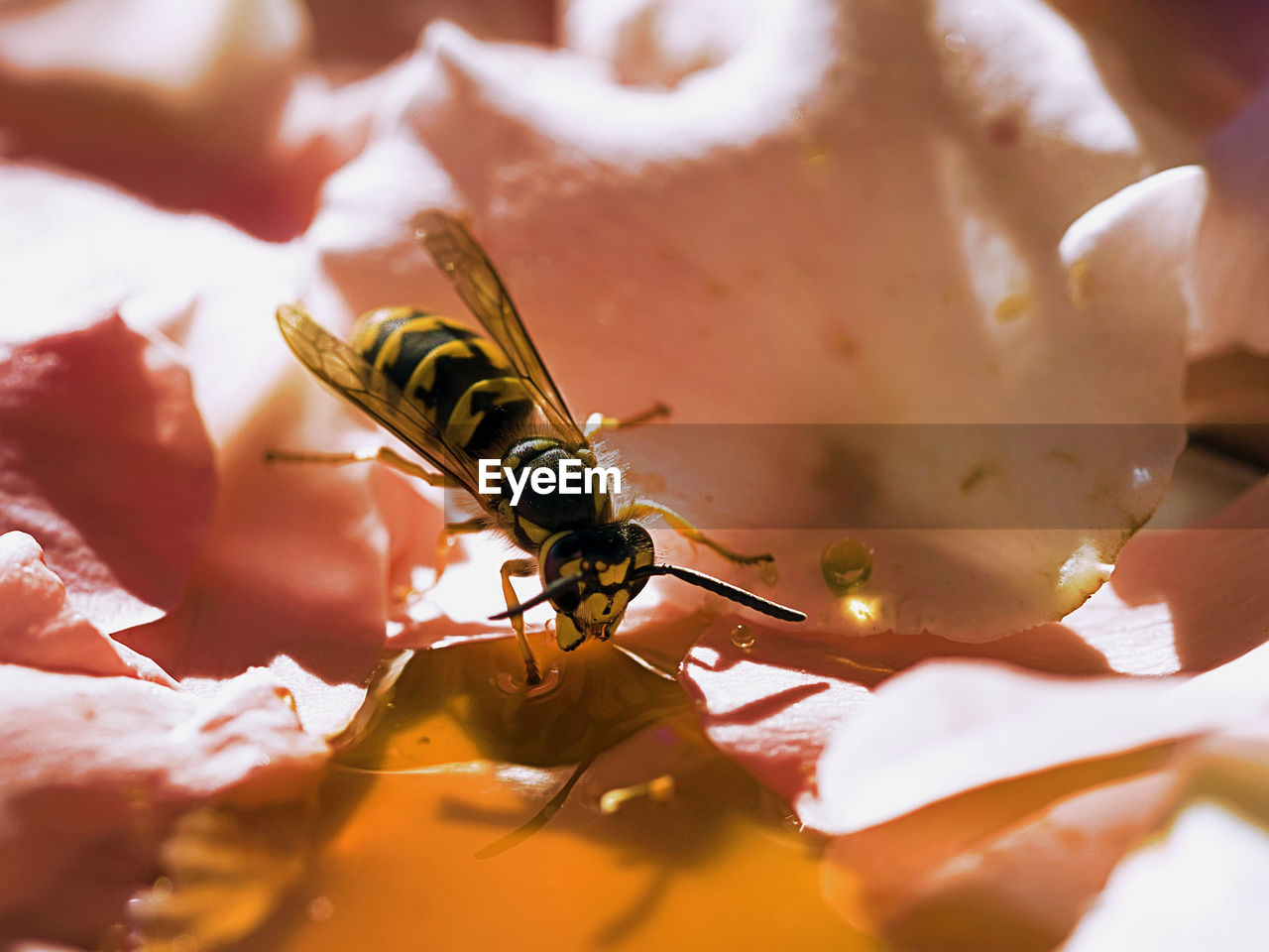 Close-up of bee pollinating flower