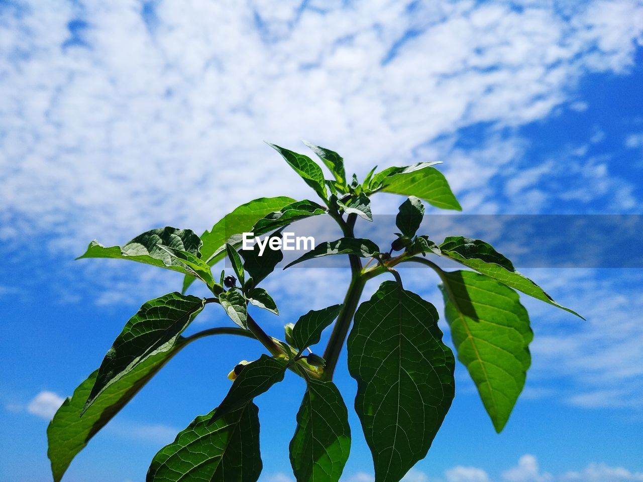 Low angle view of green leaves against sky