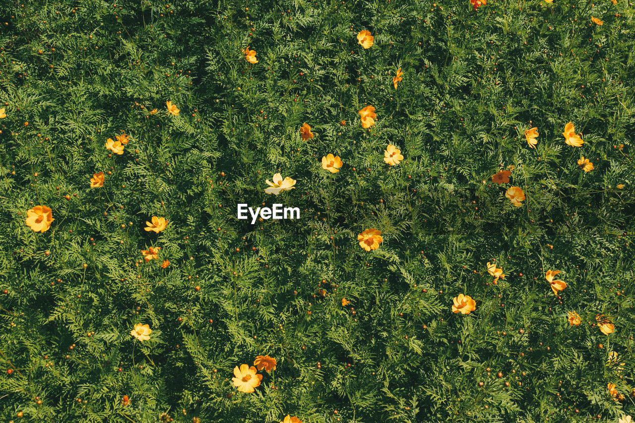 High angle view of flowering plants on field