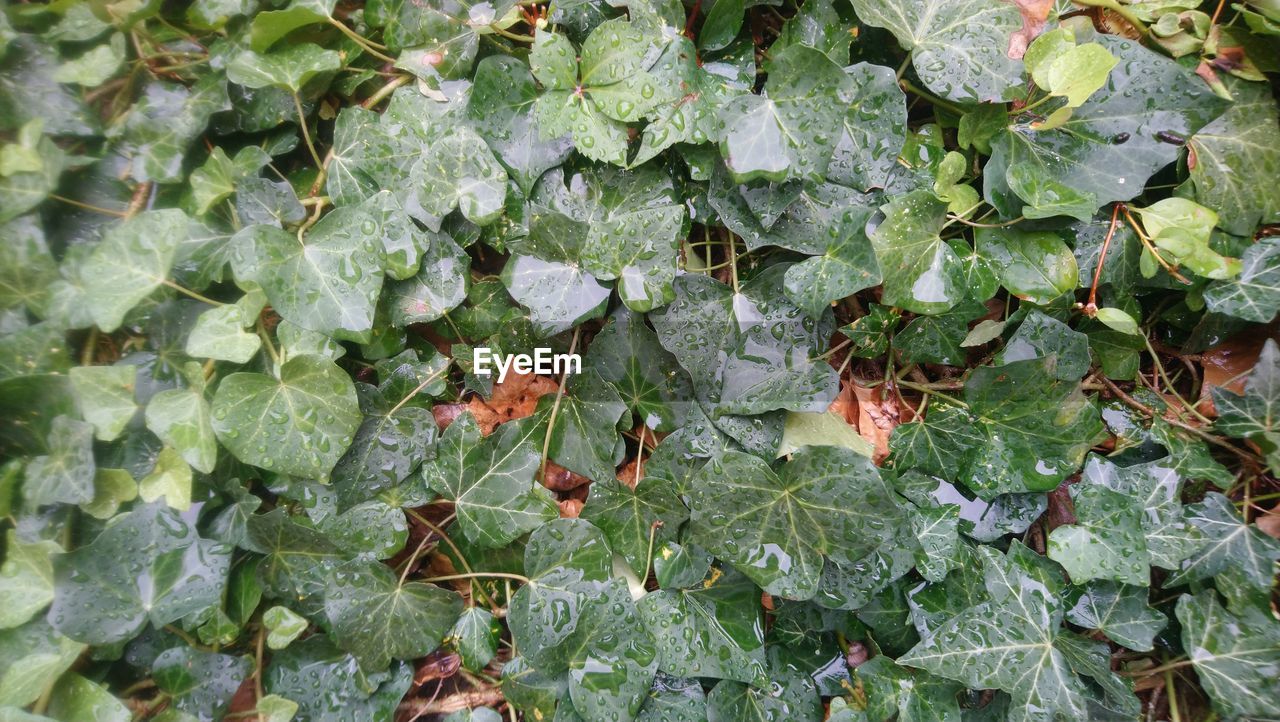 HIGH ANGLE VIEW OF LEAVES ON PLANT