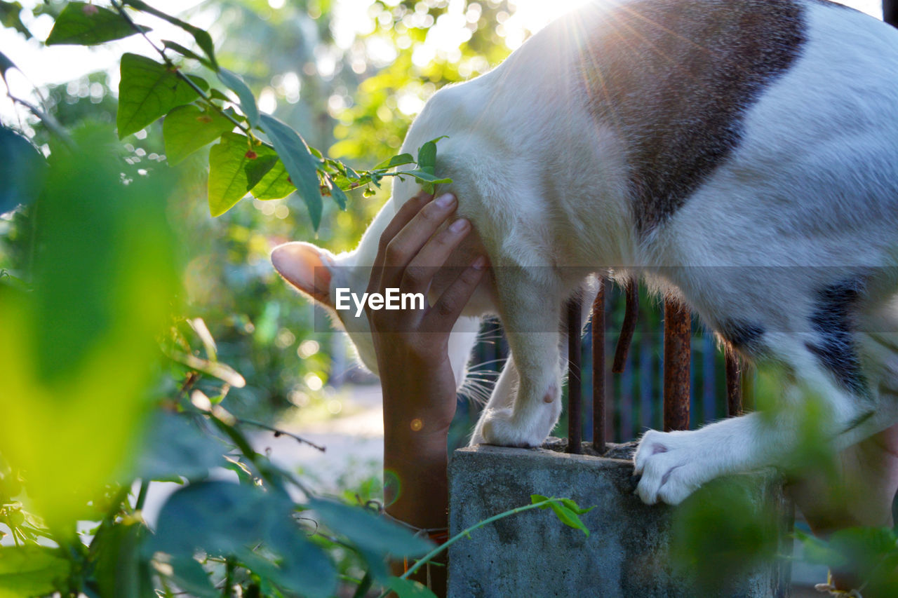 Animal Animal Head  Animal Themes Canine Day Dog Domestic Domestic Animals Hand Human Hand Leaf Mammal Nature One Animal Outdoors Pets Plant Plant Part Selective Focus Sunlight Tree Vertebrate