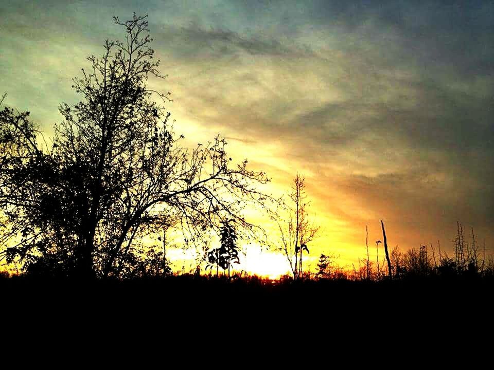 SILHOUETTE OF TREE AT SUNSET