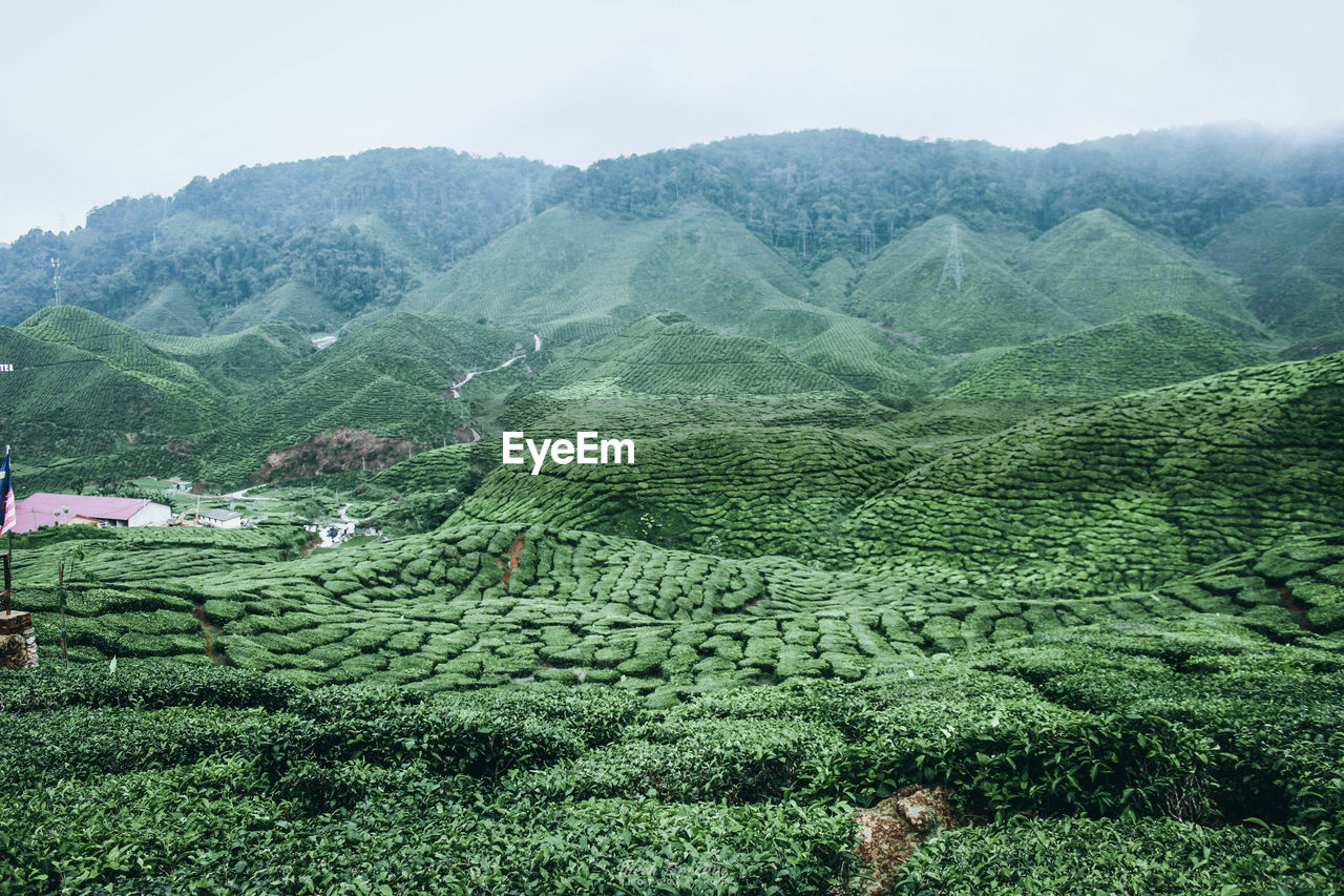 Scenic view of agricultural field