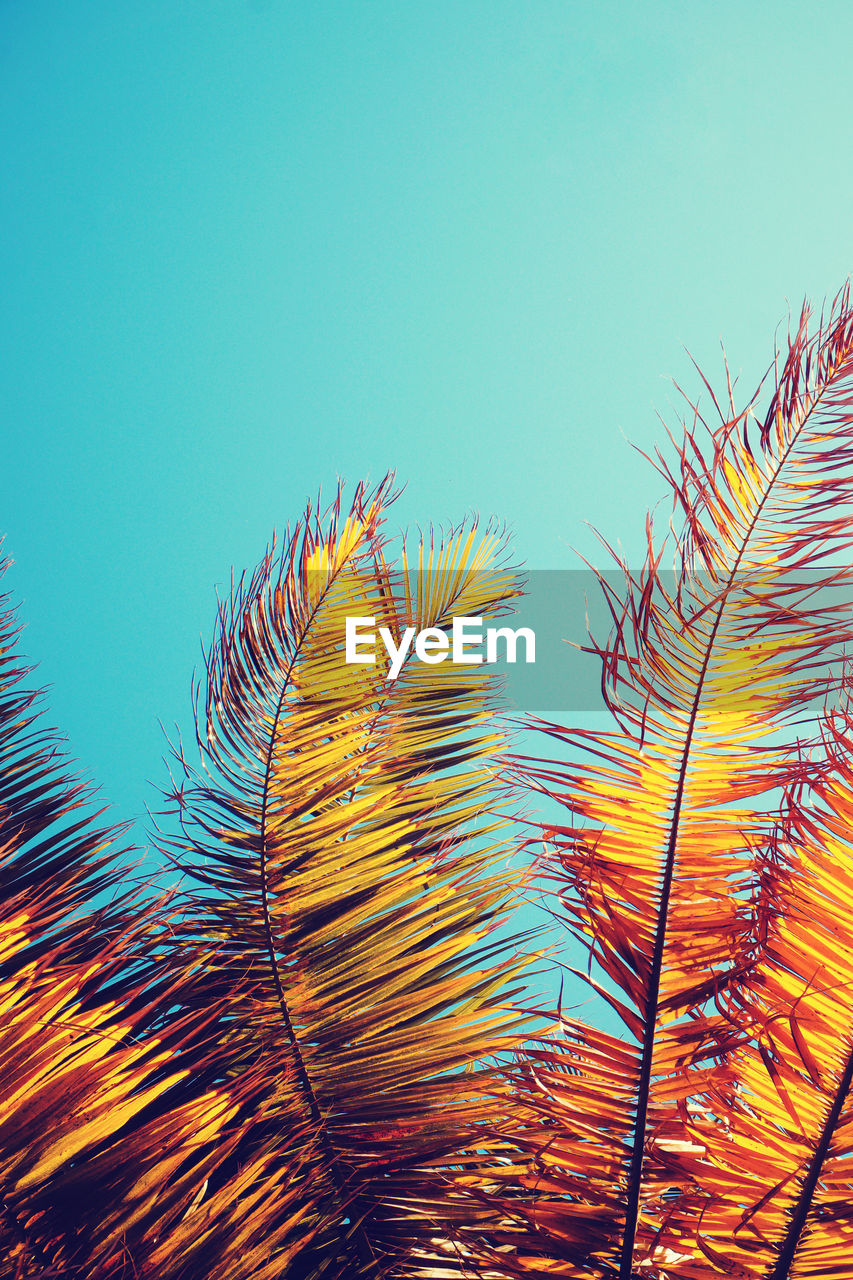 LOW ANGLE VIEW OF PLANTS AGAINST SKY