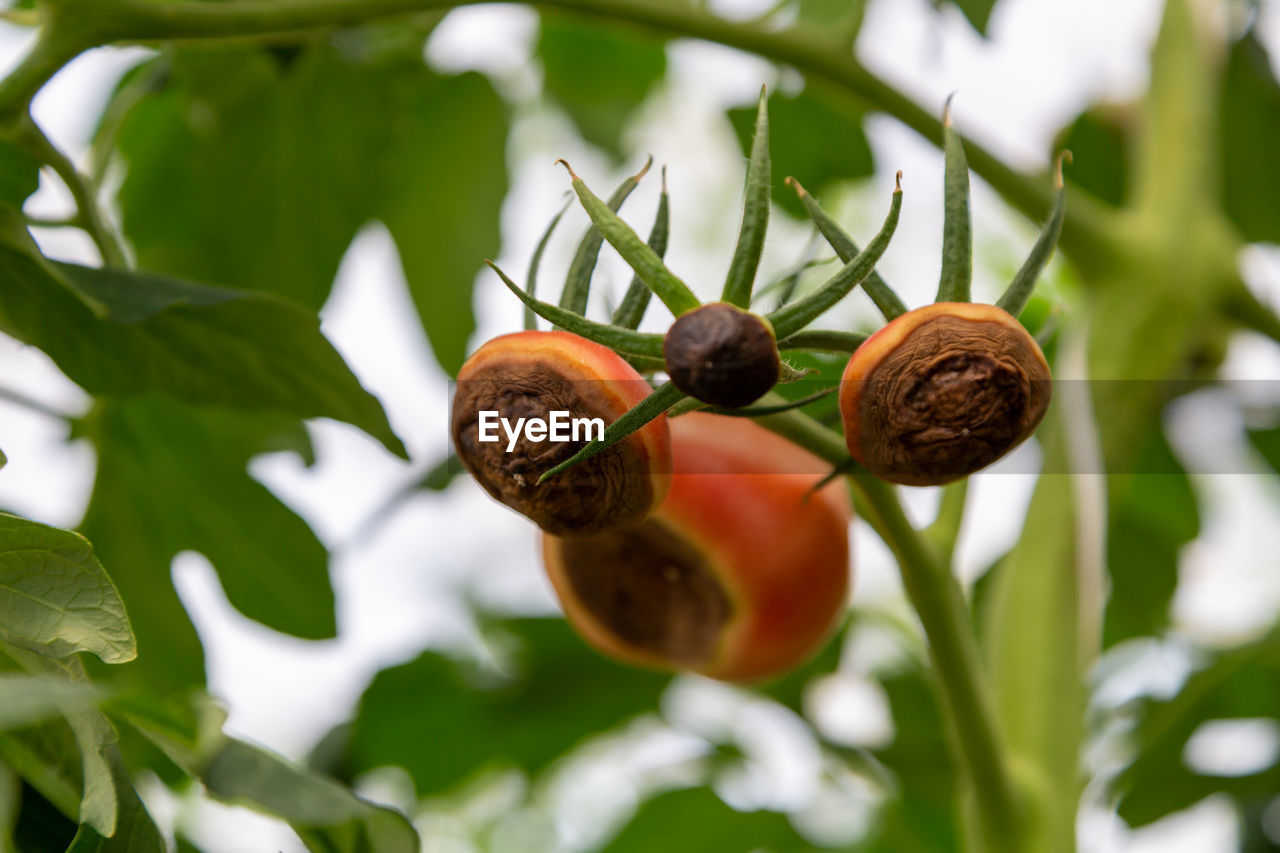 Still green, unripe, young tomato fruits affected by blossom end rot