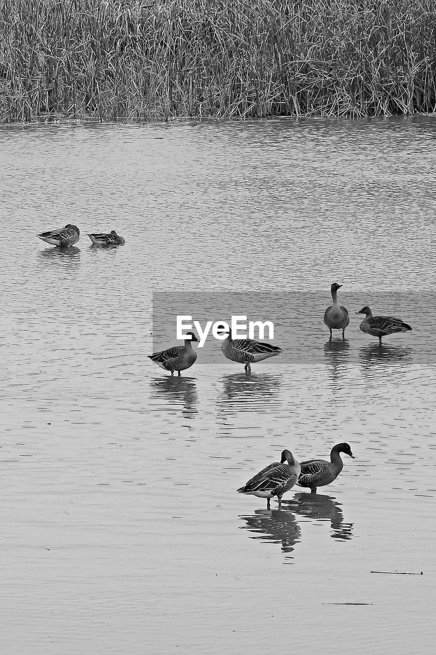 DUCKS SWIMMING IN LAKE