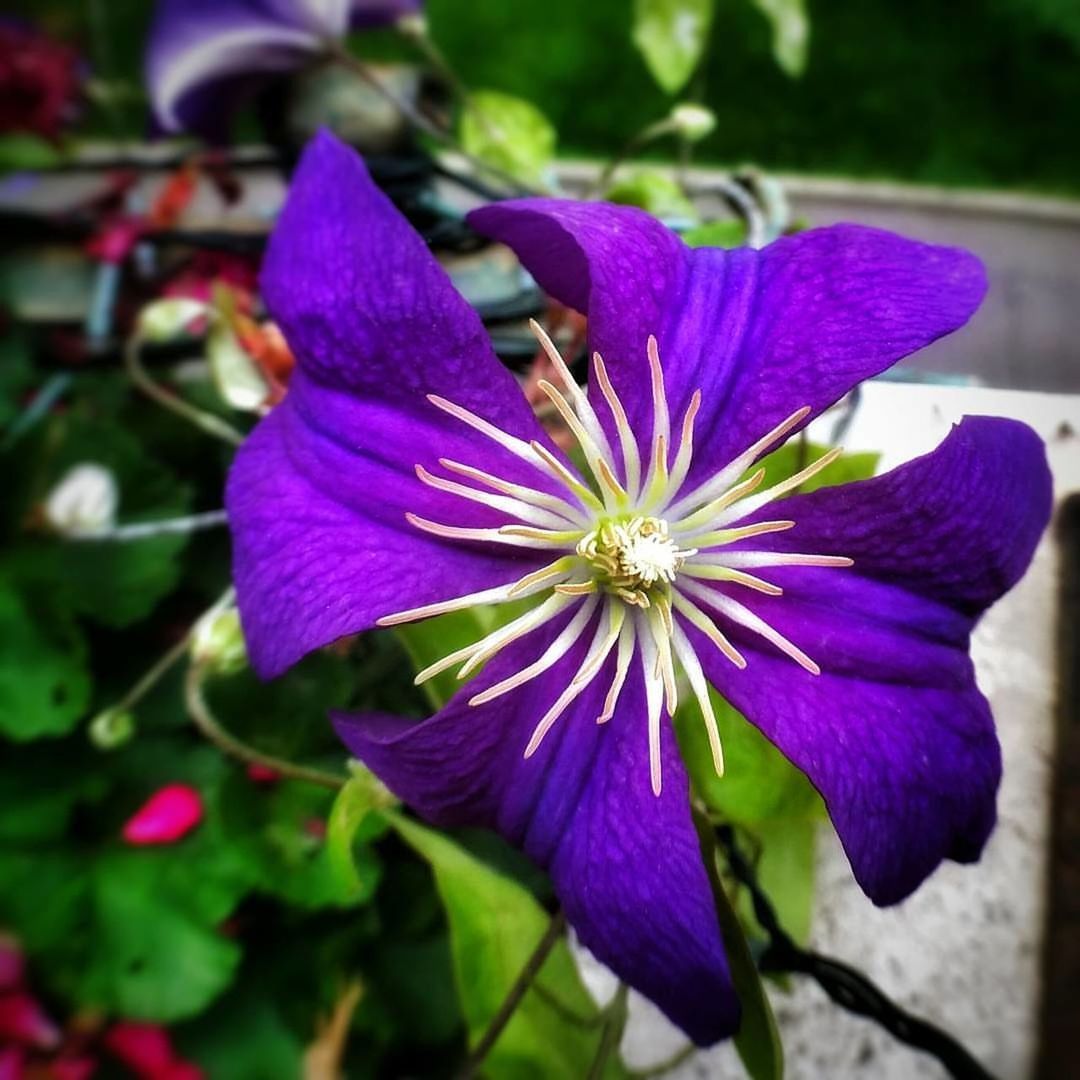 CLOSE-UP OF PURPLE FLOWERS BLOOMING