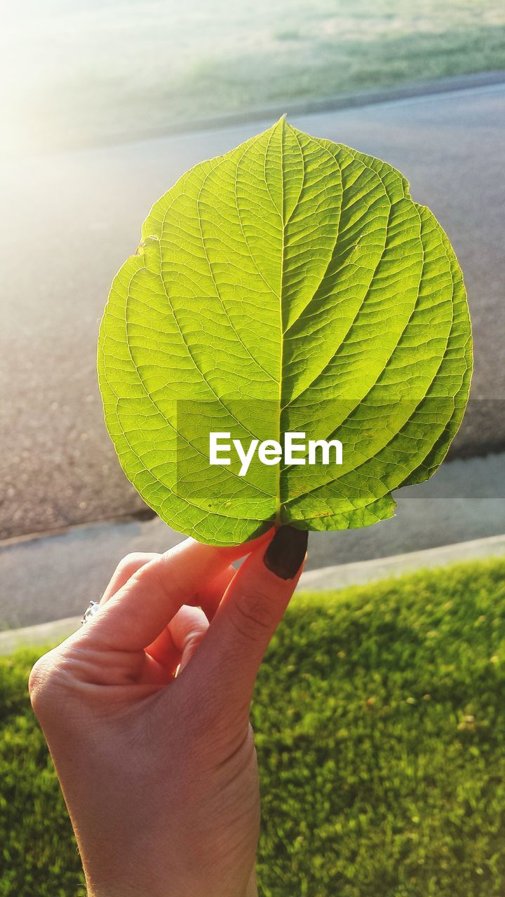 Cropped image of woman holding leaf