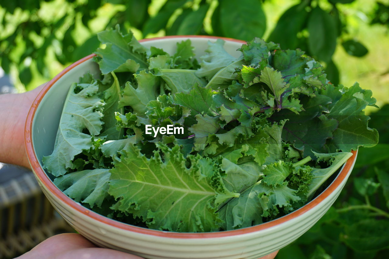 Close-up of hand holding freshly harvested kale in bowl