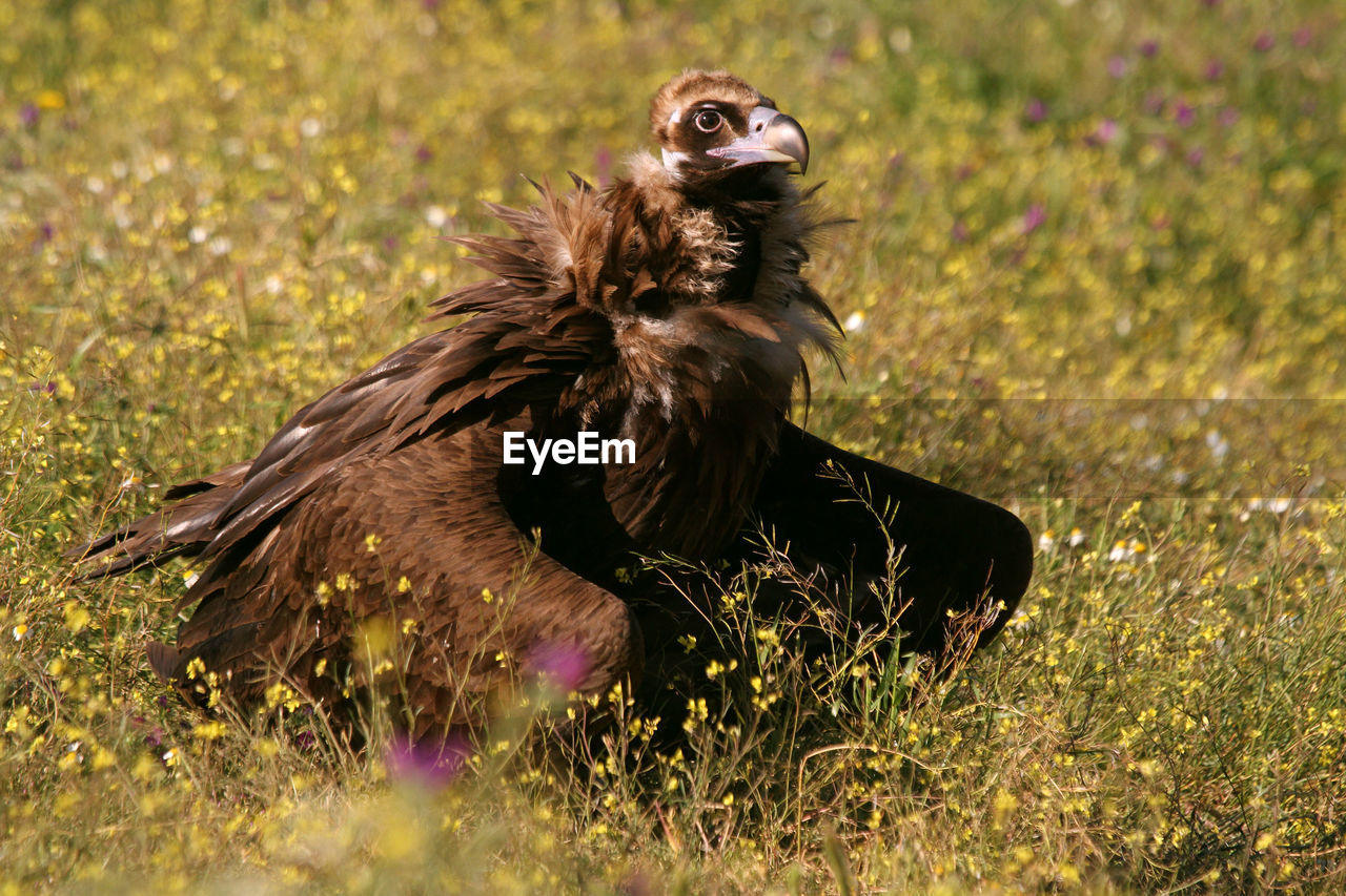 CLOSE-UP OF A BIRD