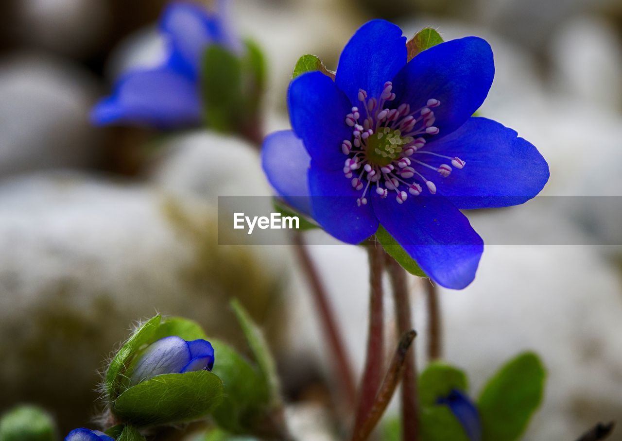 Close-up of purple flowering plant