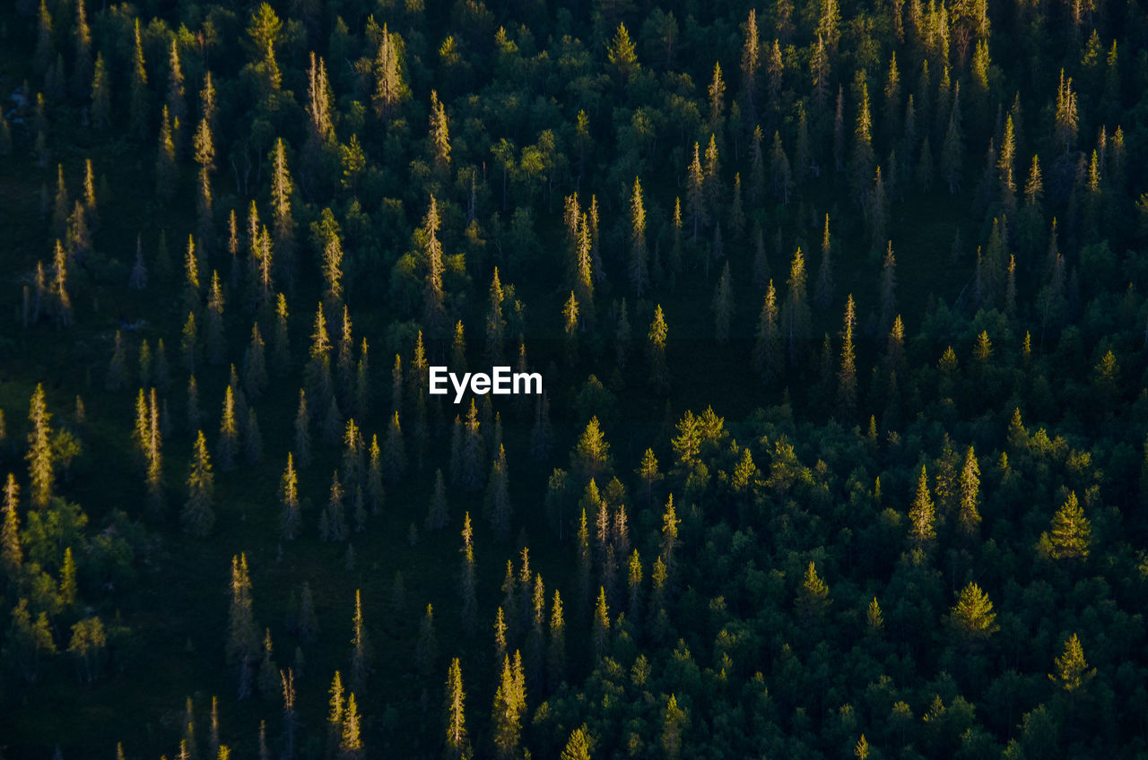 Full frame shot of pine trees in forest