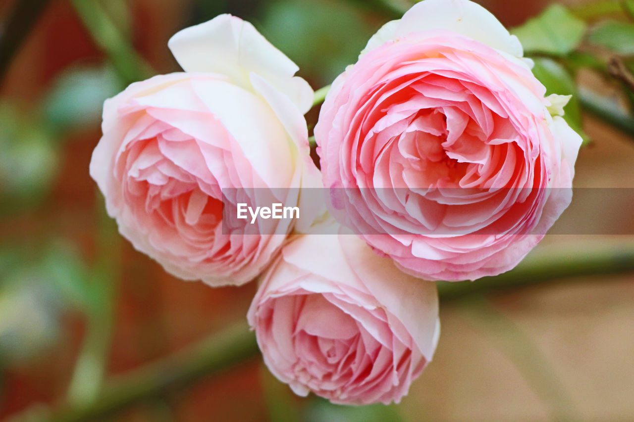 CLOSE-UP OF PINK ROSE ROSES