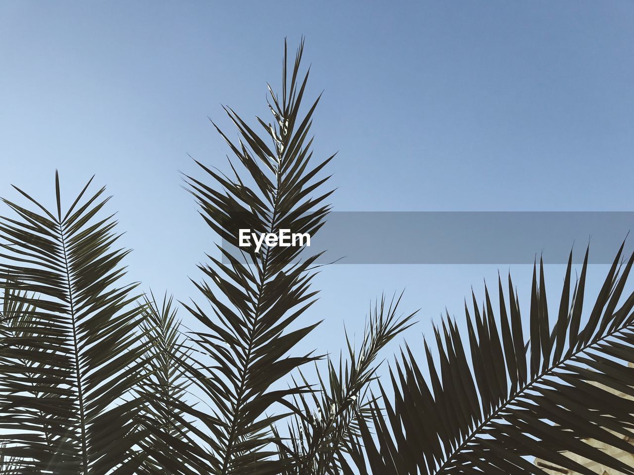 LOW ANGLE VIEW OF PALM TREE AGAINST SKY