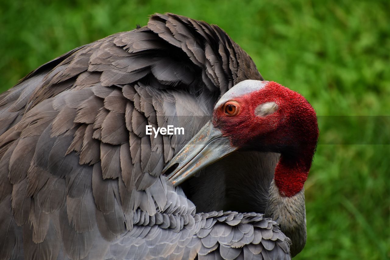 Close-up of a bird