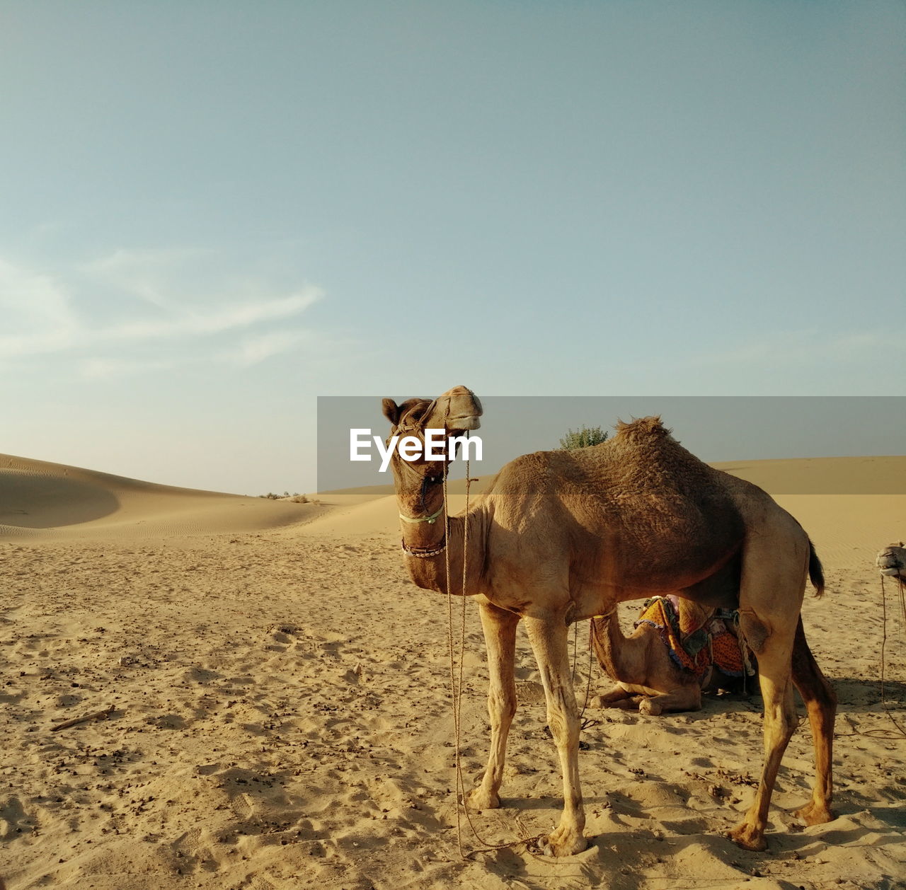 Camel standing in desert against clear sky