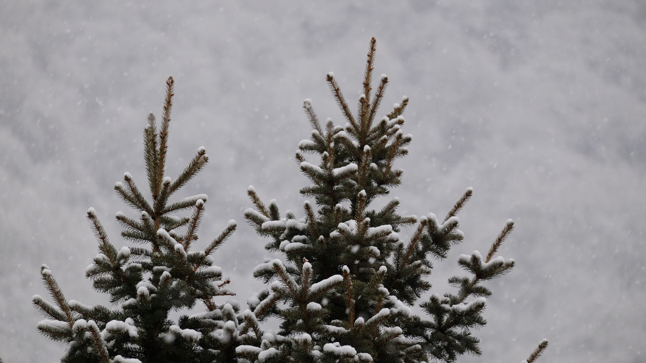 CLOSE-UP OF SNOW ON PLANT AGAINST SKY