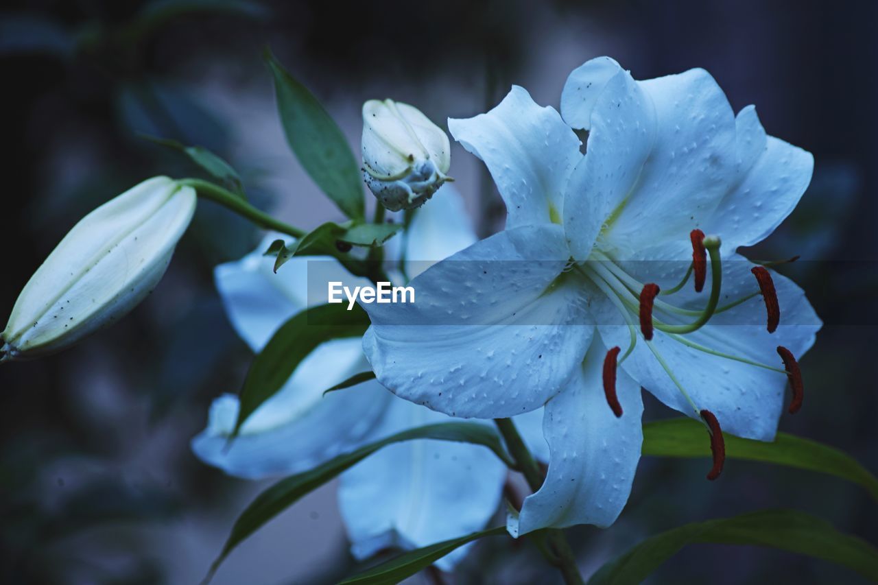 CLOSE-UP OF WET WHITE FLOWERS