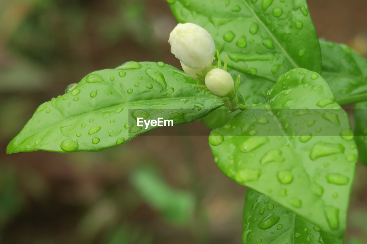 Close-up of wet plant leaves during rainy season