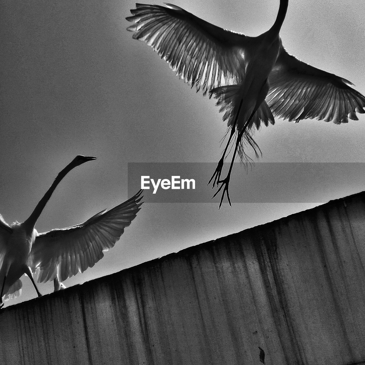 Low angle view of birds flying in sky