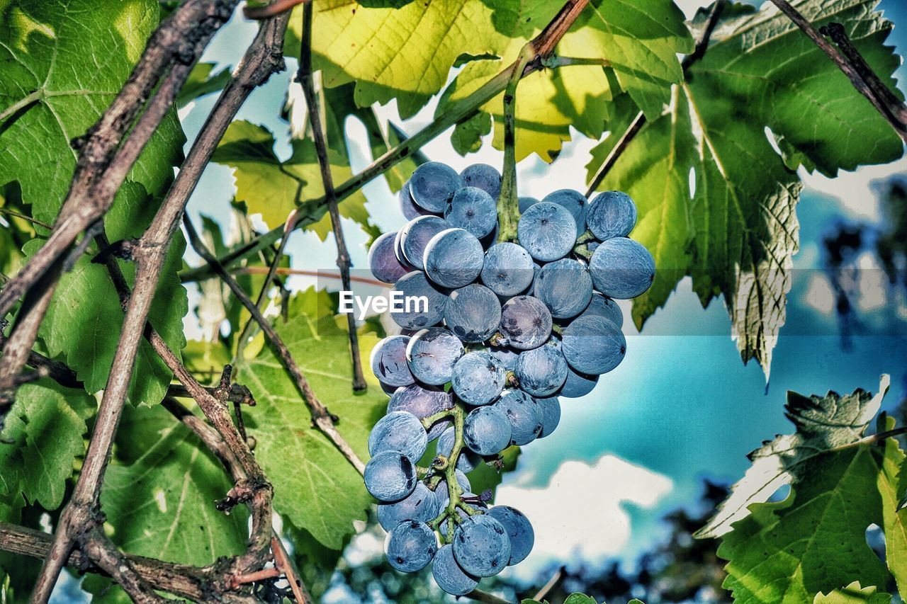 Close-up of berries growing on tree