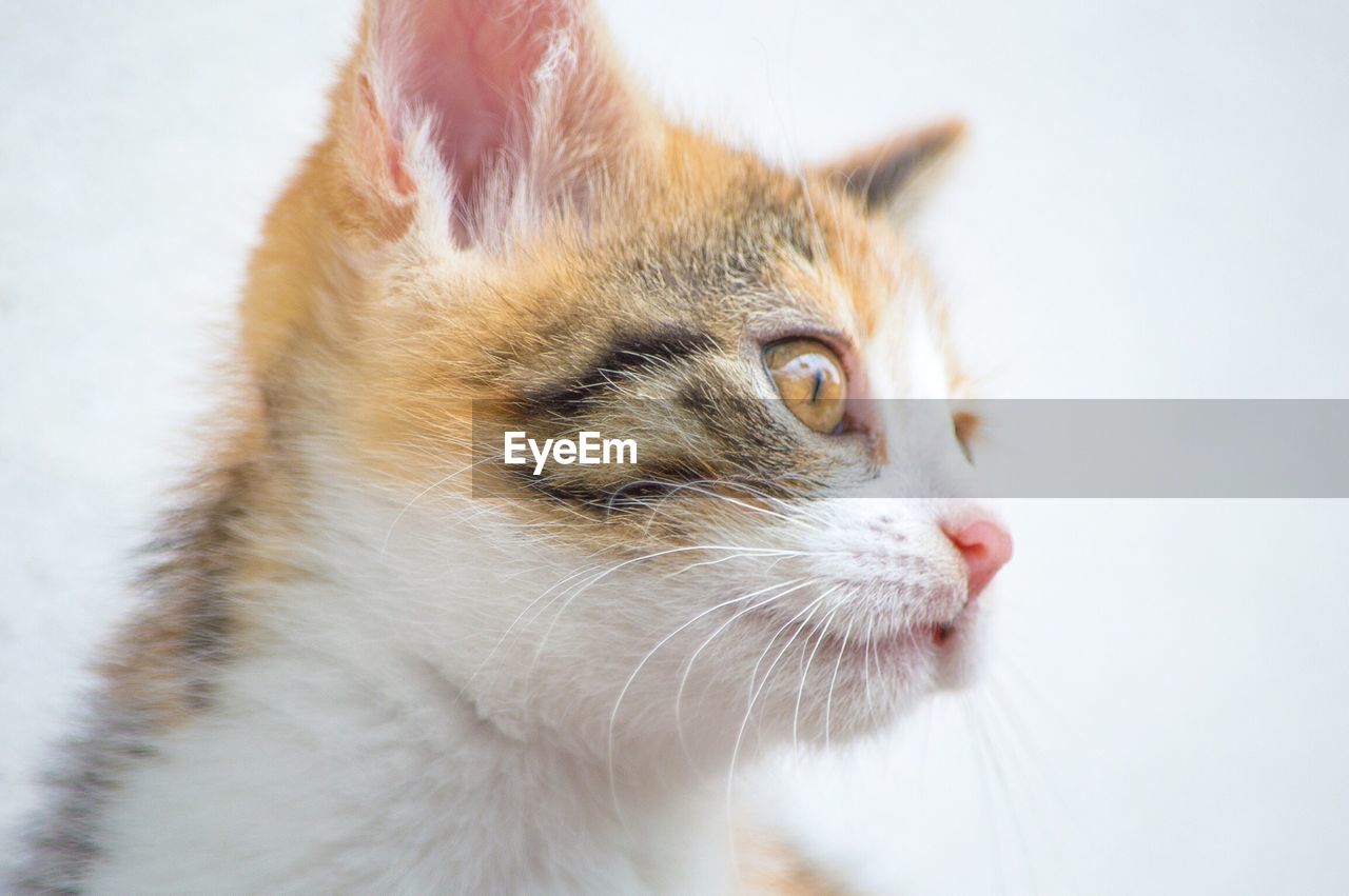 Close-up of cat looking away over white background