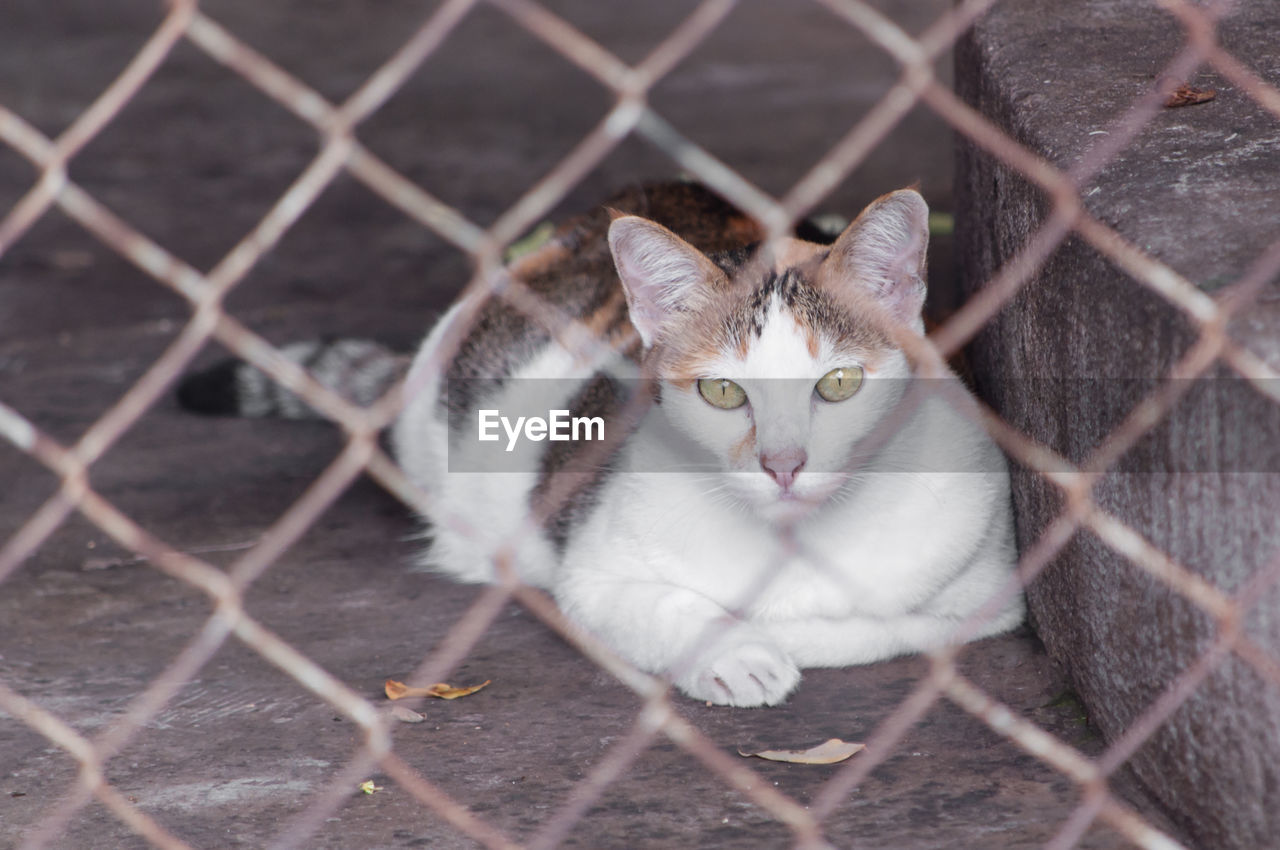 PORTRAIT OF CAT ON CHAINLINK FENCE SEEN THROUGH METAL