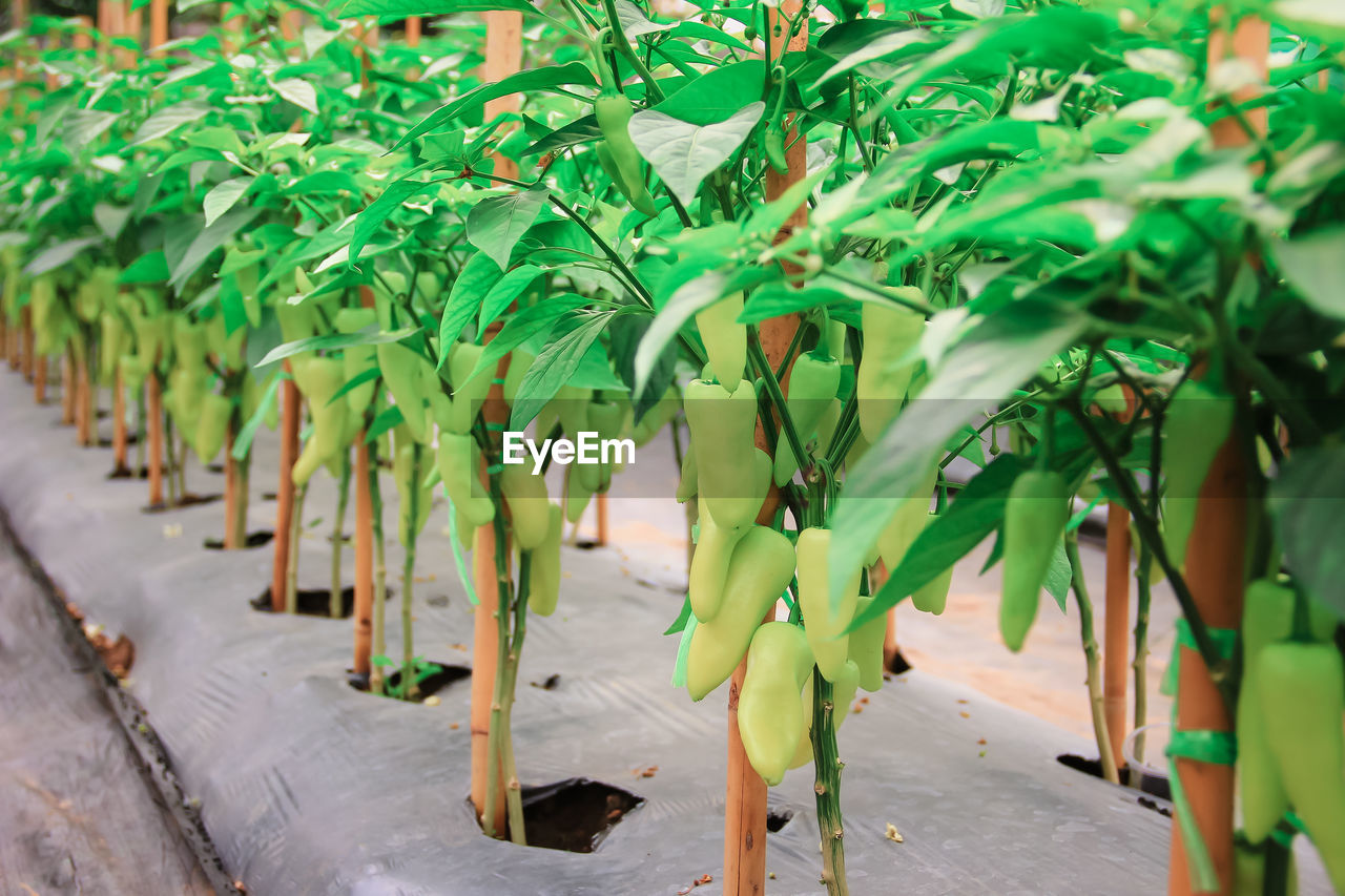 CLOSE-UP OF FRESH GREEN PLANTS IN ROW